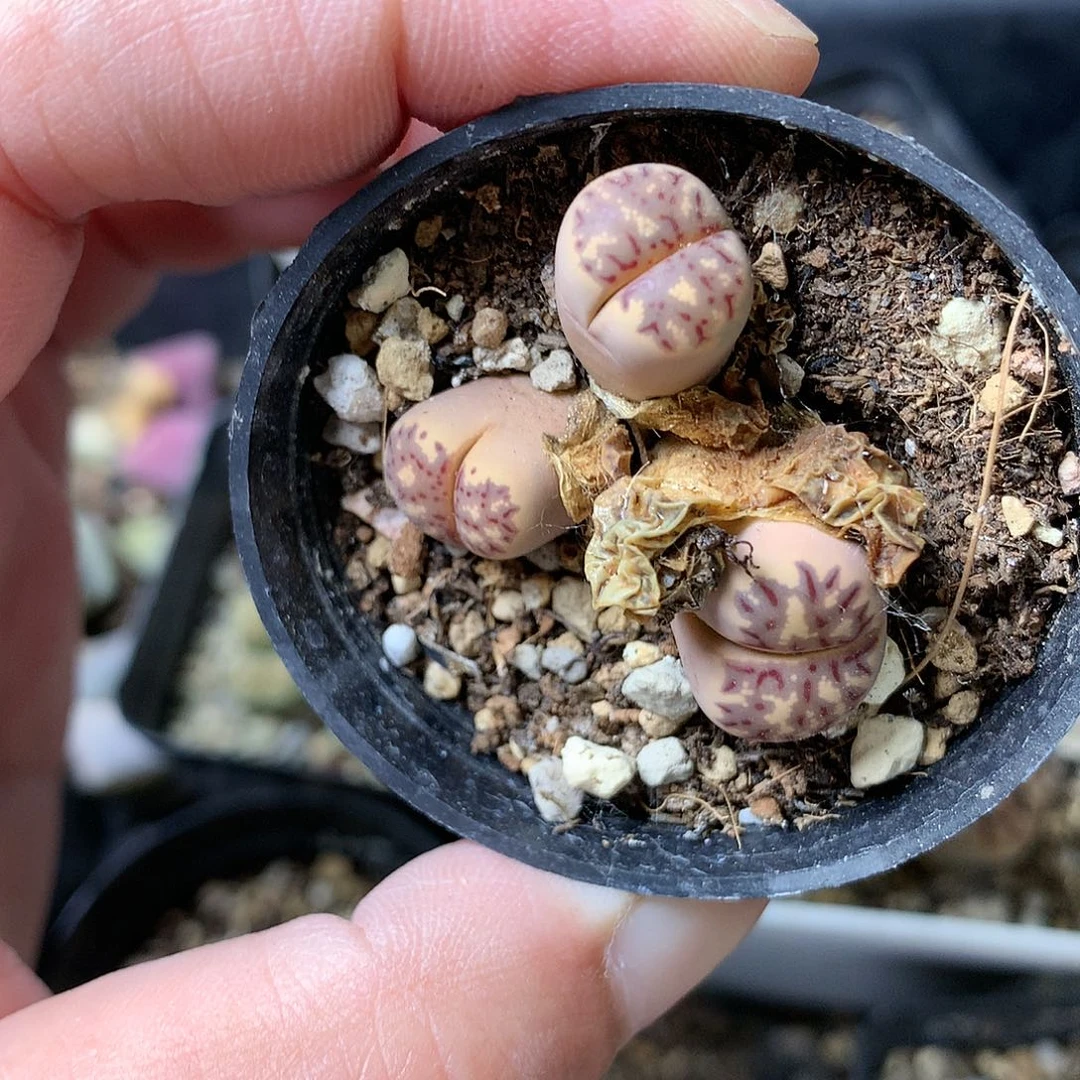 H289多肉植物保护研究所