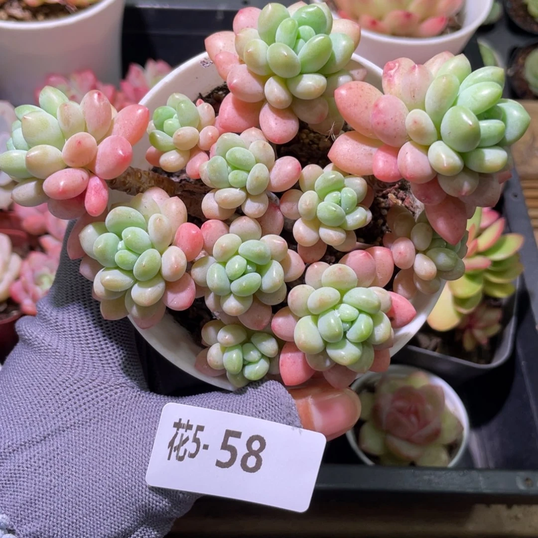 花利美 5-58洛可可