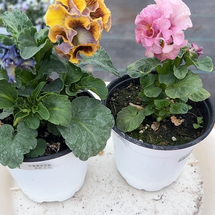 水晶抖音直播闪拍11