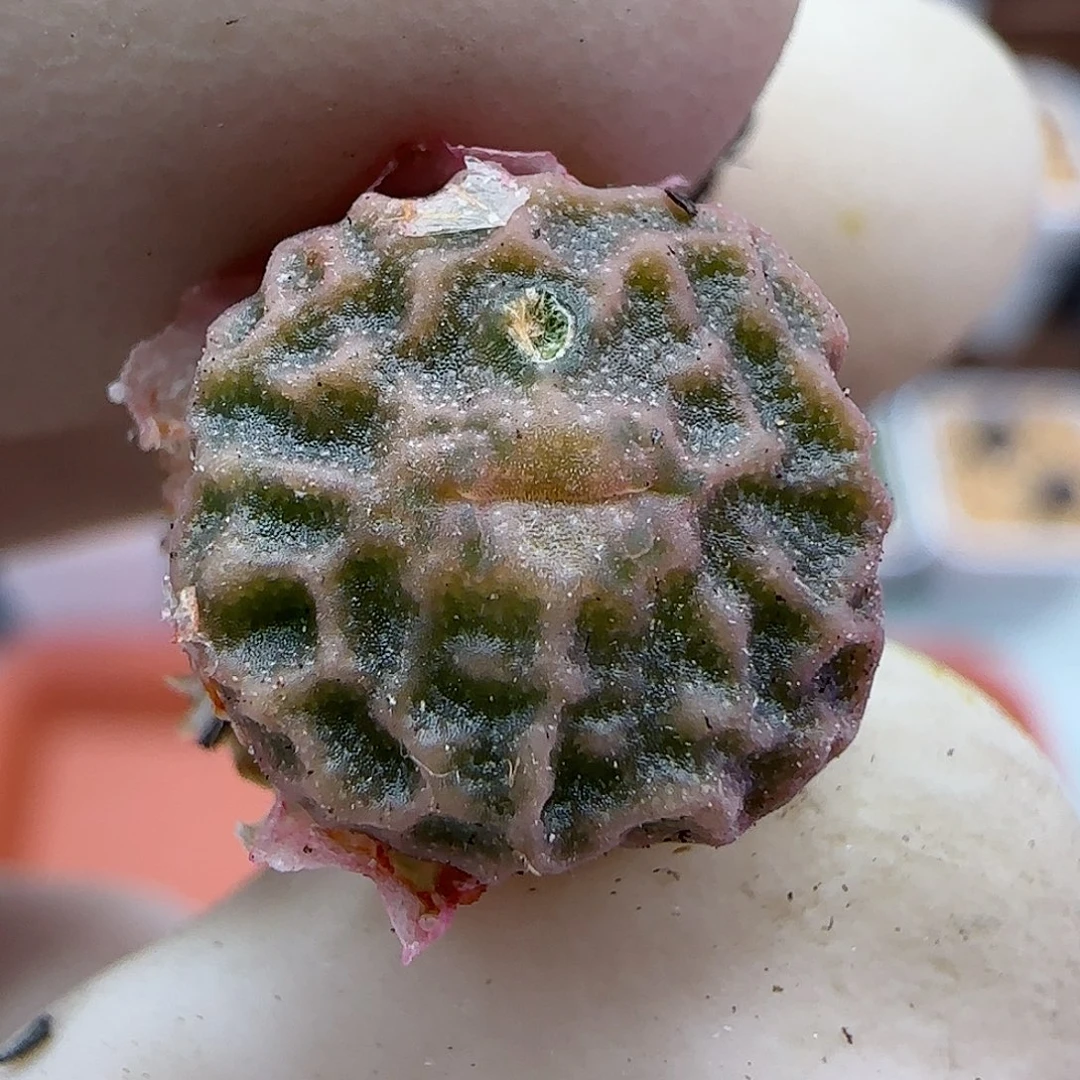 347超级烧麦优选