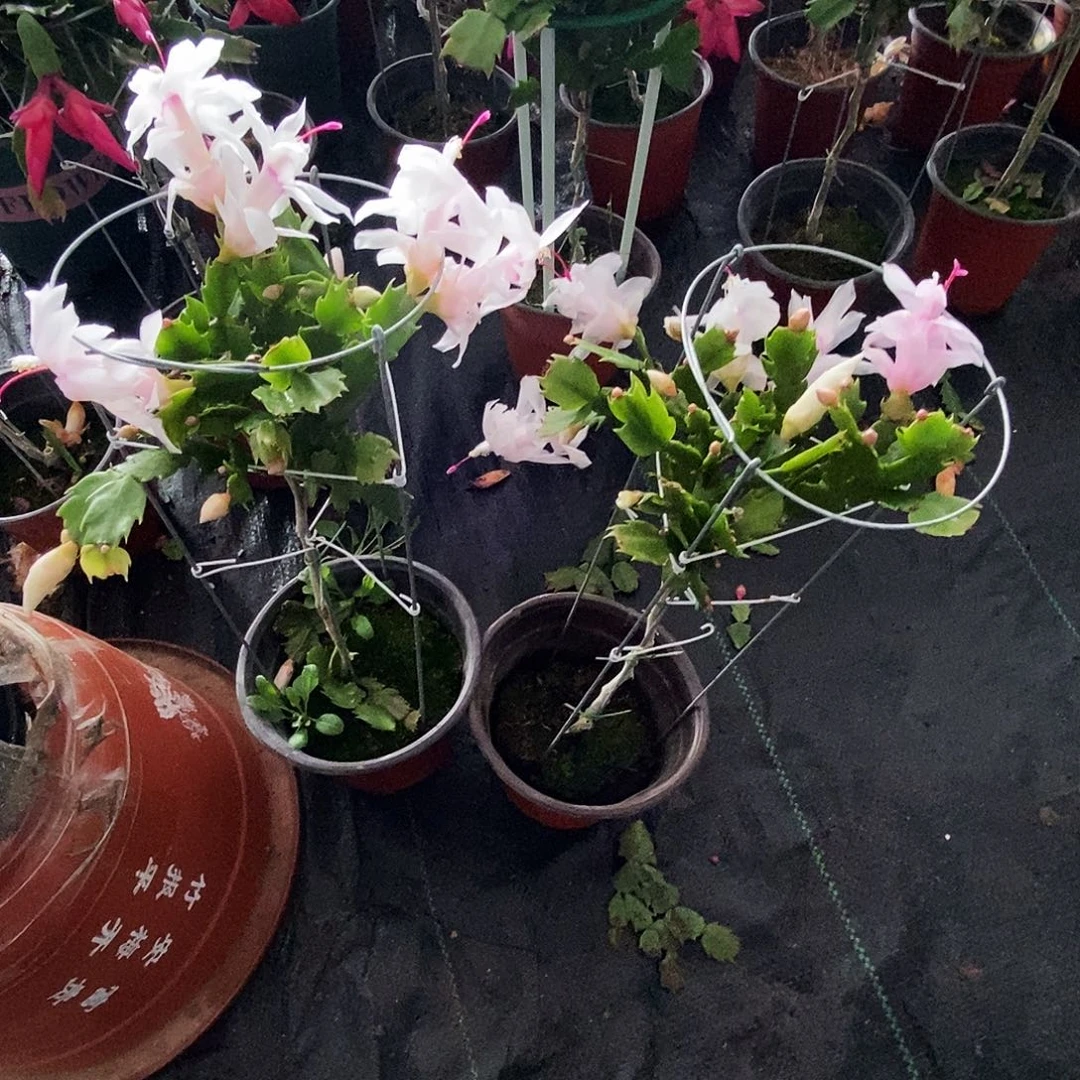 彩***霞完全开放叶仙嫁接一物一拍