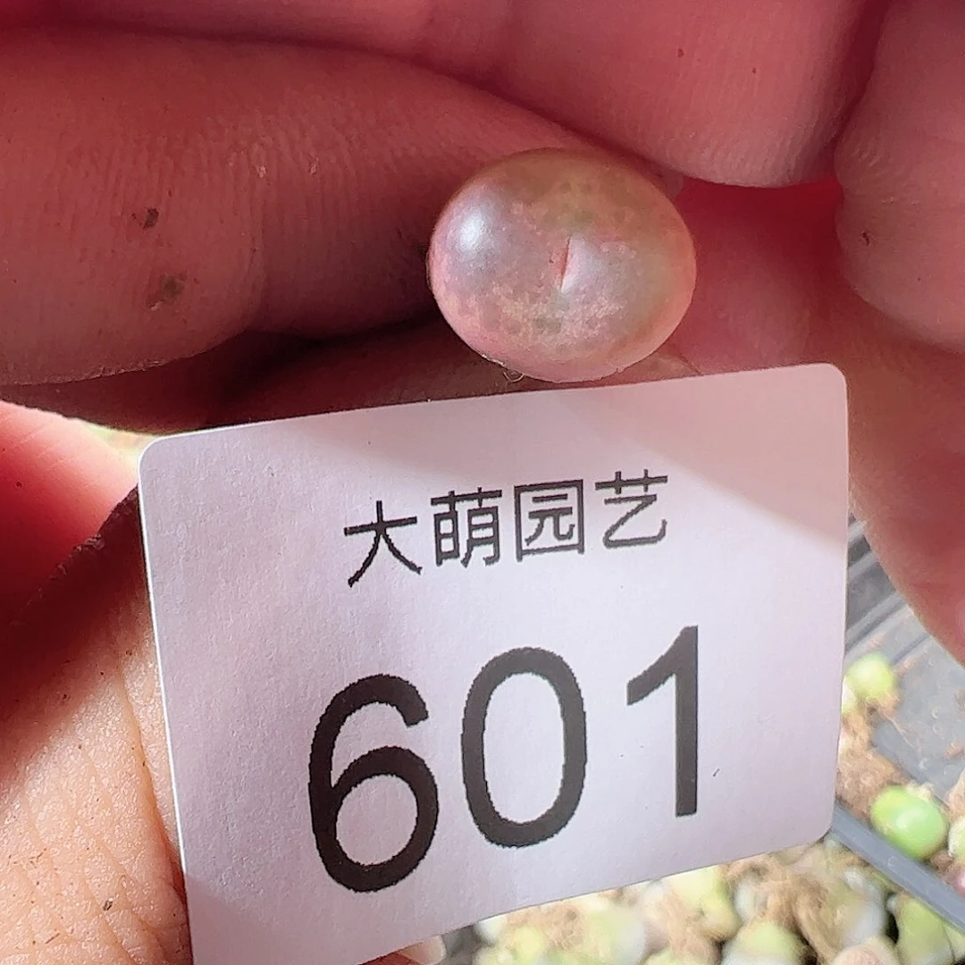 0000601 一物一拍……