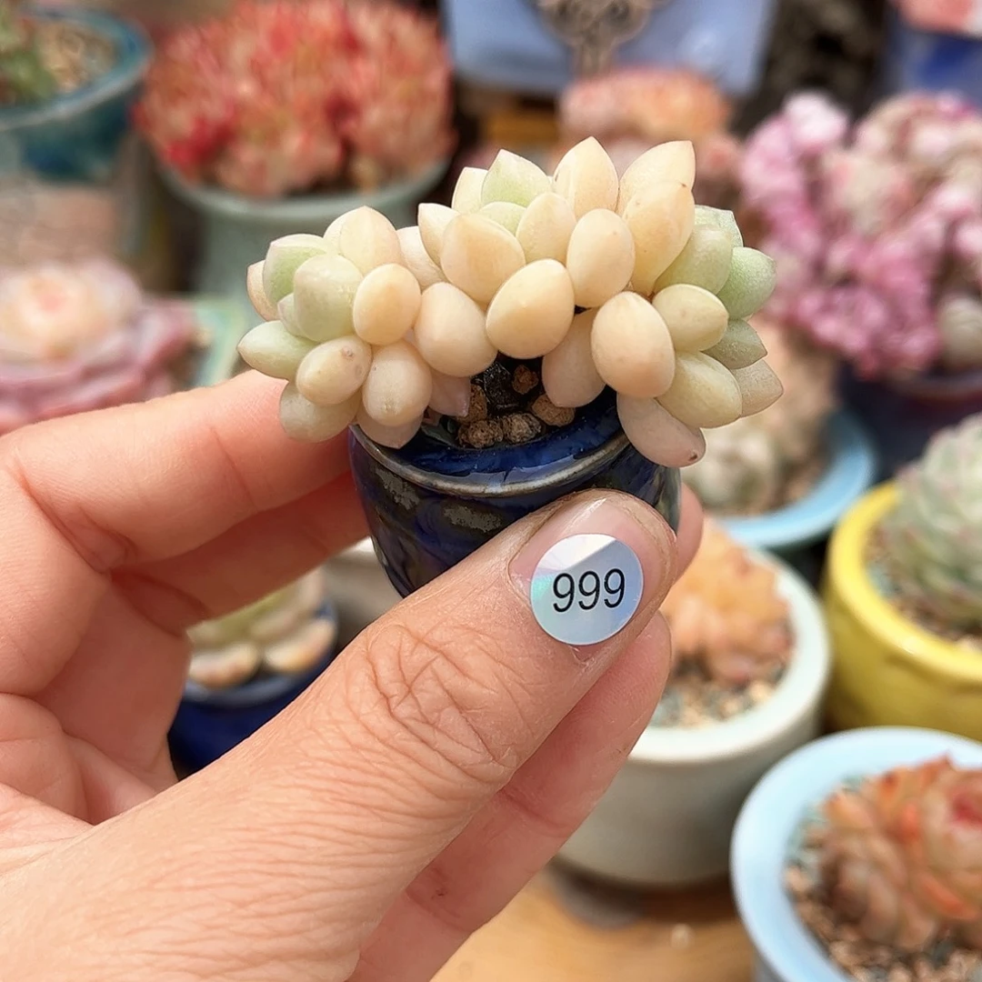 999 多肉含盆土30元包邮除偏远