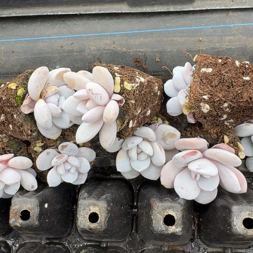 小雪莲二十颗量拍发货28-22穴盘左九