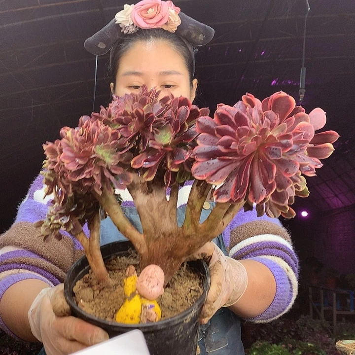 柒柒精品多肉脱土发货不包断侧枝T046