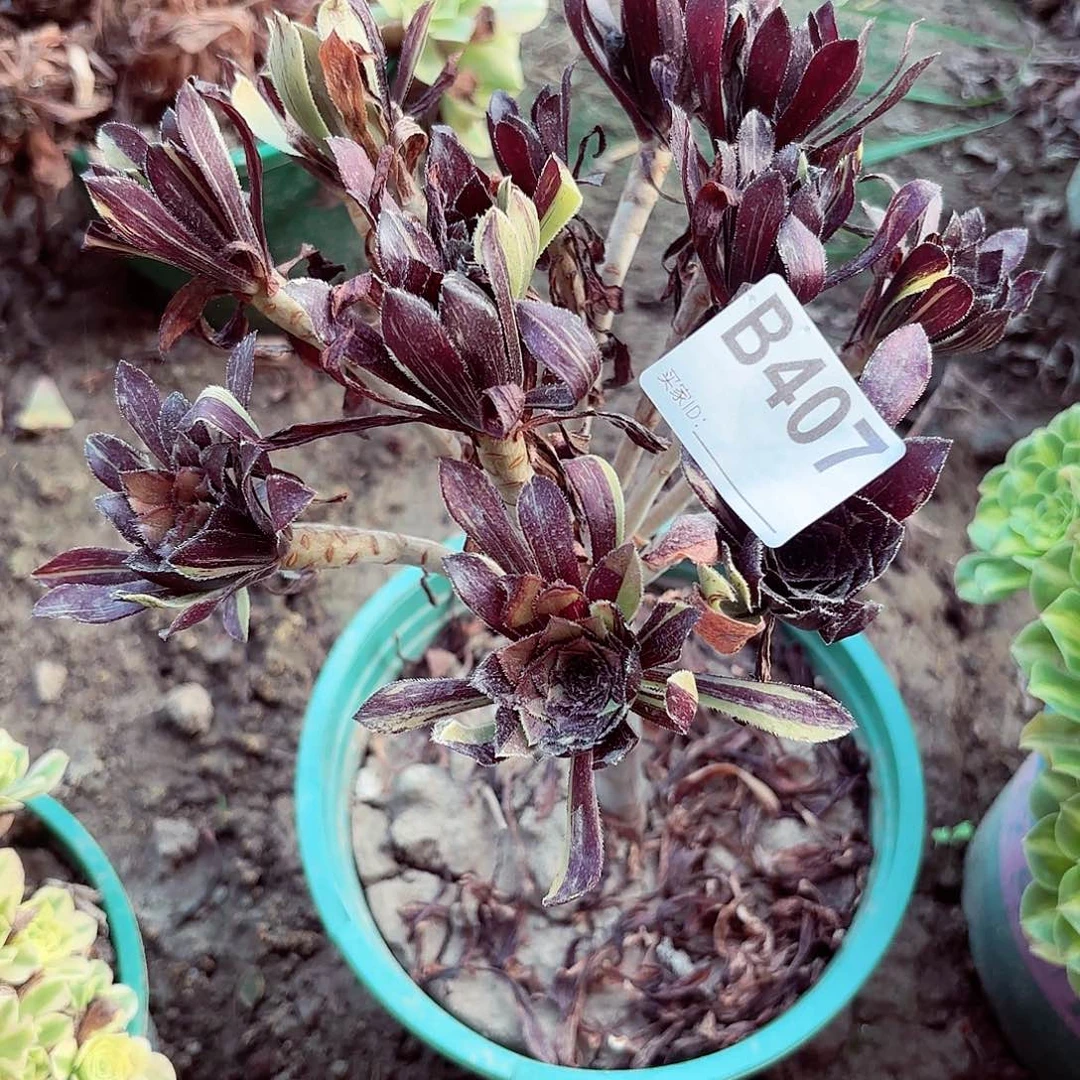 水墨丹青8-31偏远不包邮