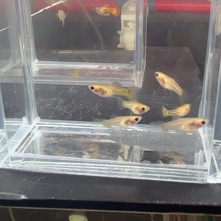 孔雀鱼2公4母6条黄蕾丝玻璃猫