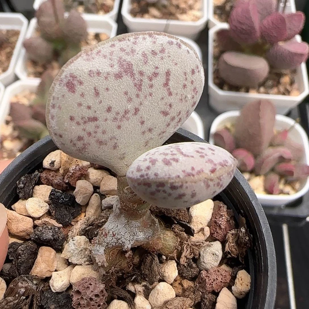 红点粉蛋水泡多肉植物
