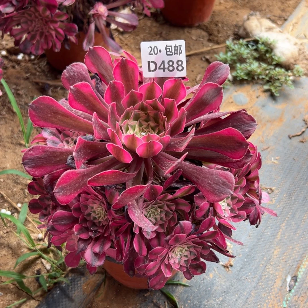 488红铜白，满20包邮包邮