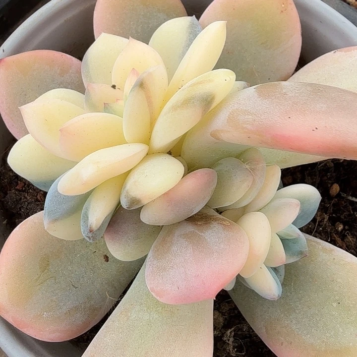 橙梦露锦花脸底座