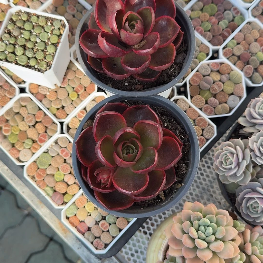 英***爽两颗红灯多肉植物