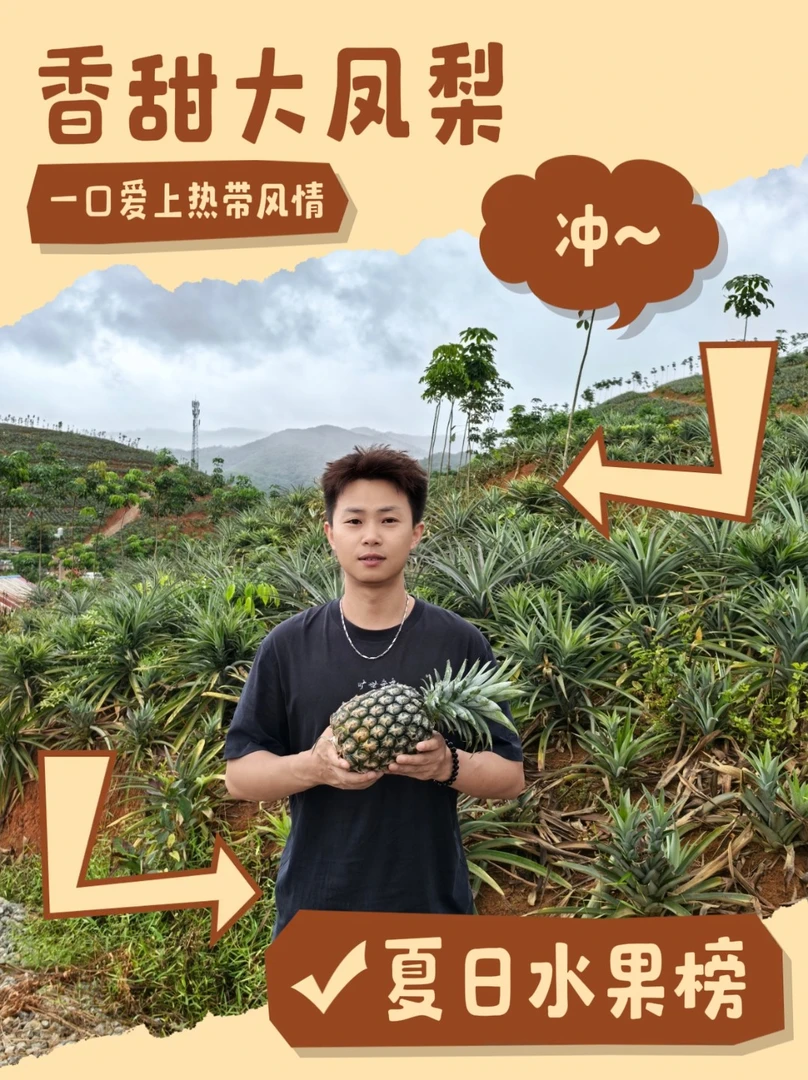 云南特色水果 牛奶凤梨 黑钻凤梨 精品果 大果
