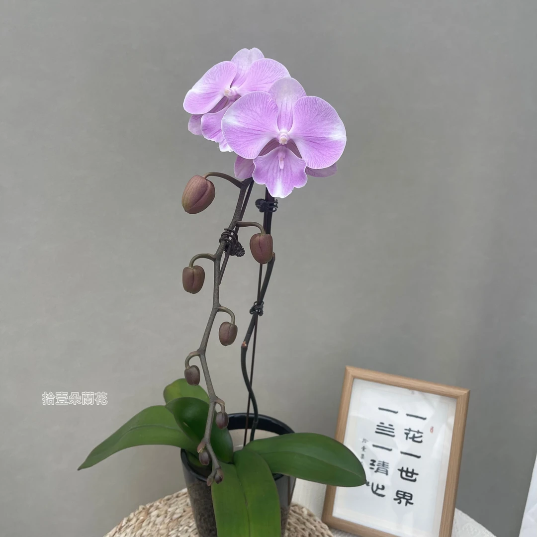 蝴蝶兰【天仙】3寸开花株