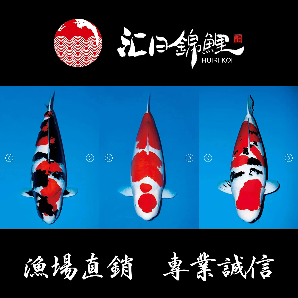 汇日锦鲤抖音直销，全场进口鱼保证（锦鲤发顺丰空运到付）