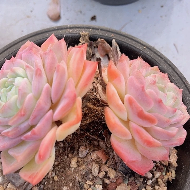 纯爱27214多肉植物