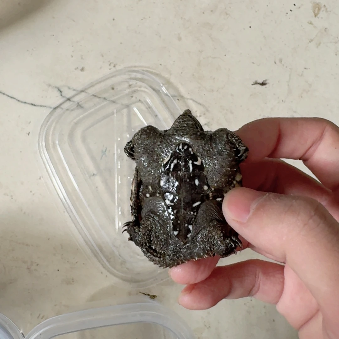 宠物龟不分公母11