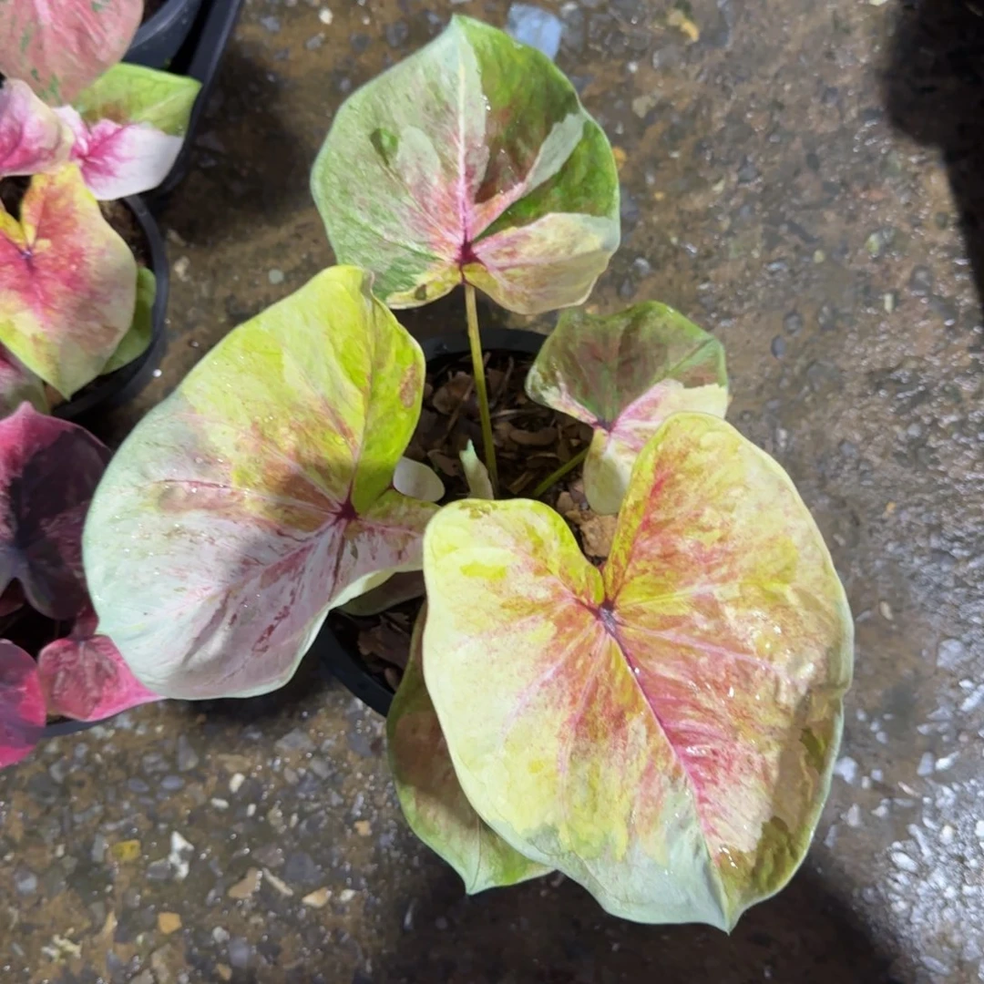 118-0828泰国发货月亮光辉