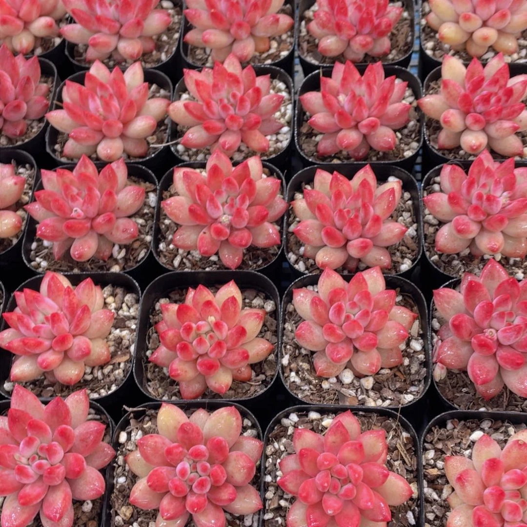 量拍45号 全状态丸叶车厘子金鱼姬单头一个