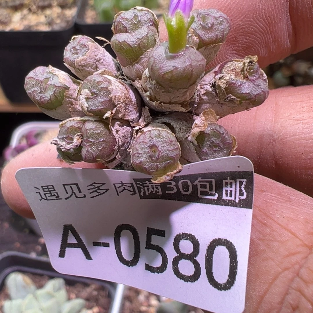 多肉植物1111111111111