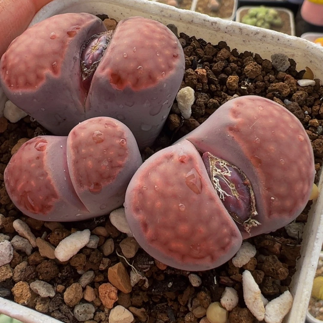 紫巴黎群多肉植物百科