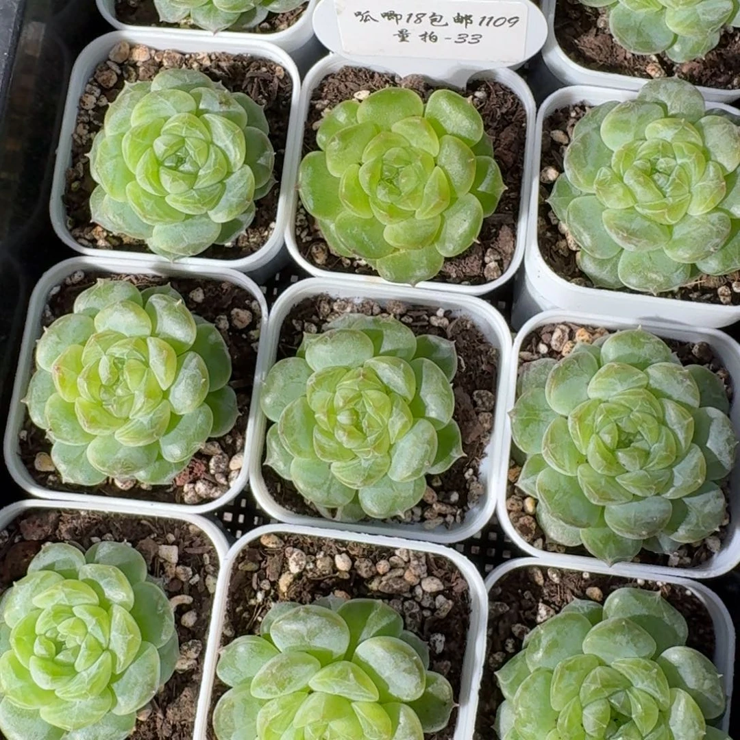 1109-33-玉鸾单头量拍