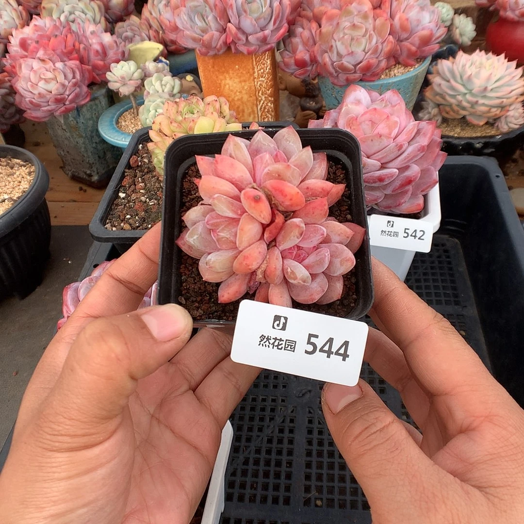 544雪天使多肉植物666