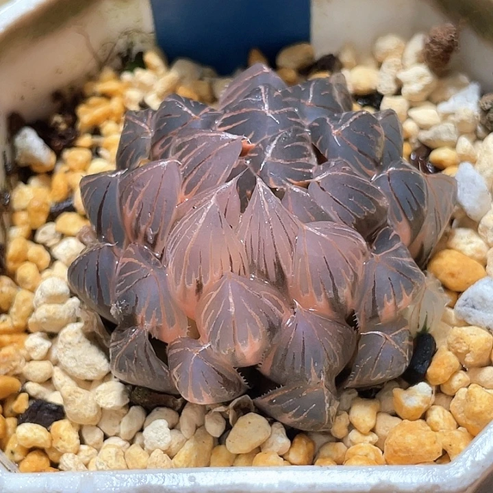 629糊斑霓虹灯锦特选福利