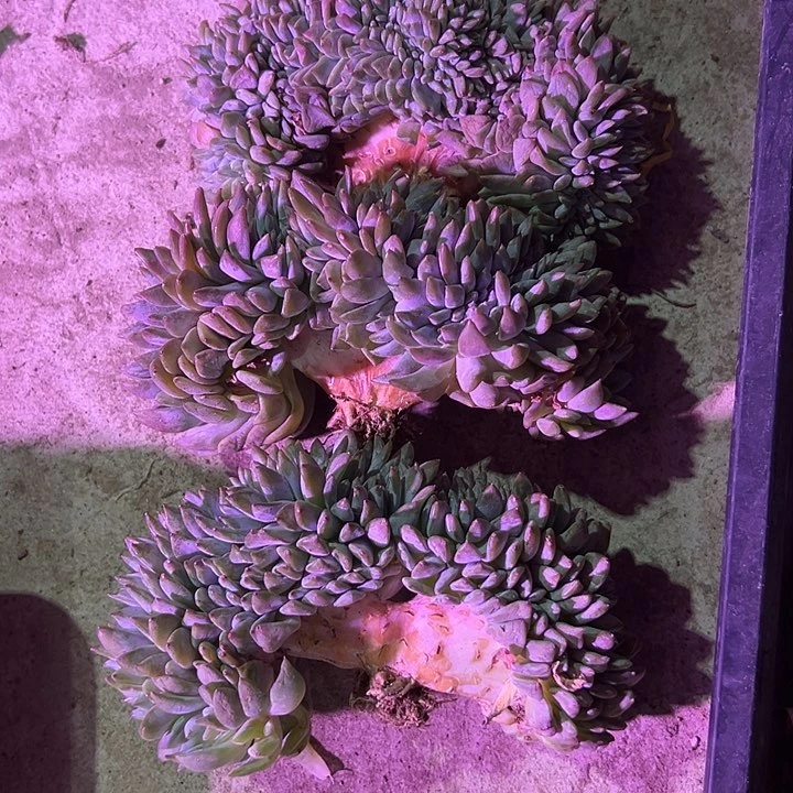 福利，正版星影缀化树，肉肉红