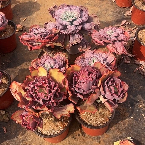 火**凰多肉植物 5 棵嘉年华一棵双头婚纱带赠品双头 7棵