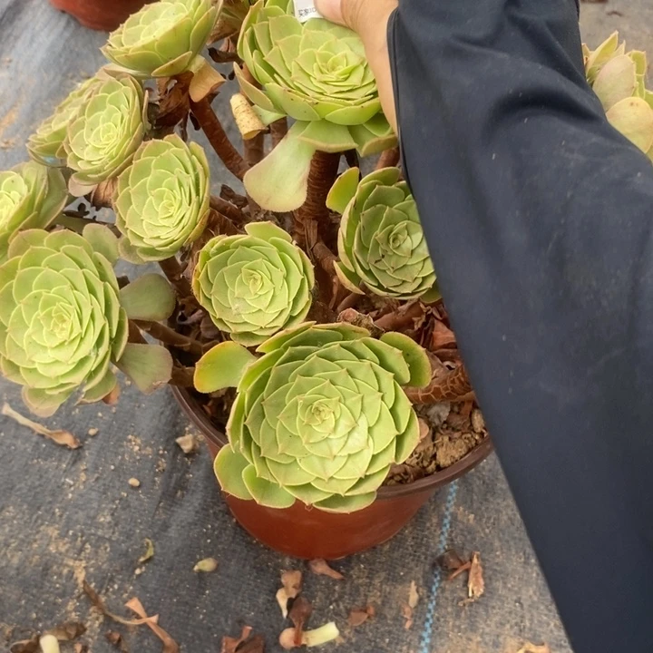 149万圣夜多肉植物