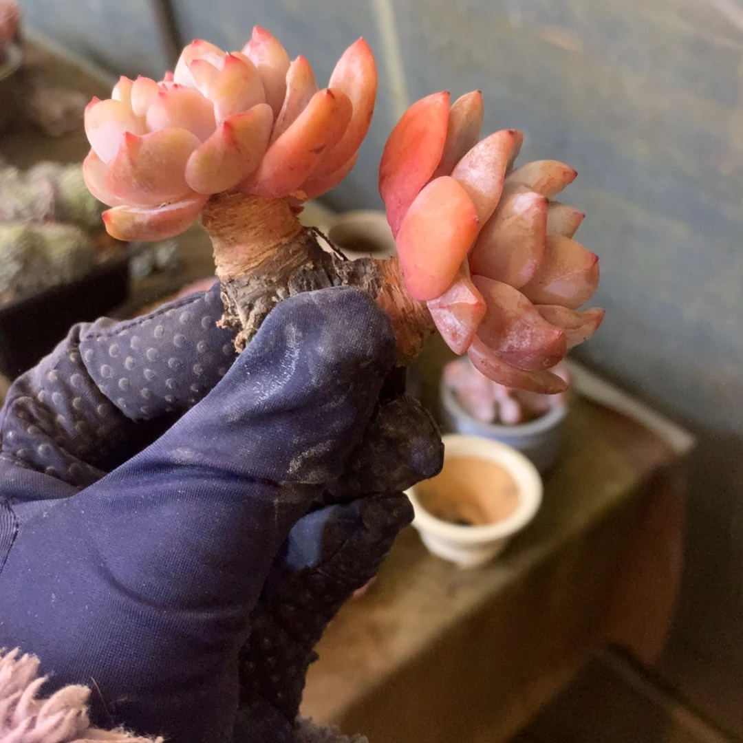 哈哈哈哈哈哈哈哈石榴籽