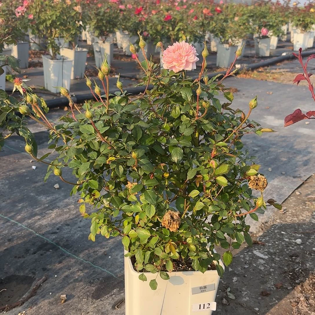 当前无花朵，栽培后可花朵112