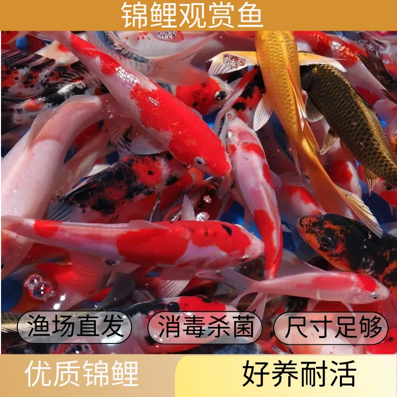 纯种锦鲤活体观赏鱼活鱼大型红白冷水淡水鱼好养耐活金鱼锦鲤鱼