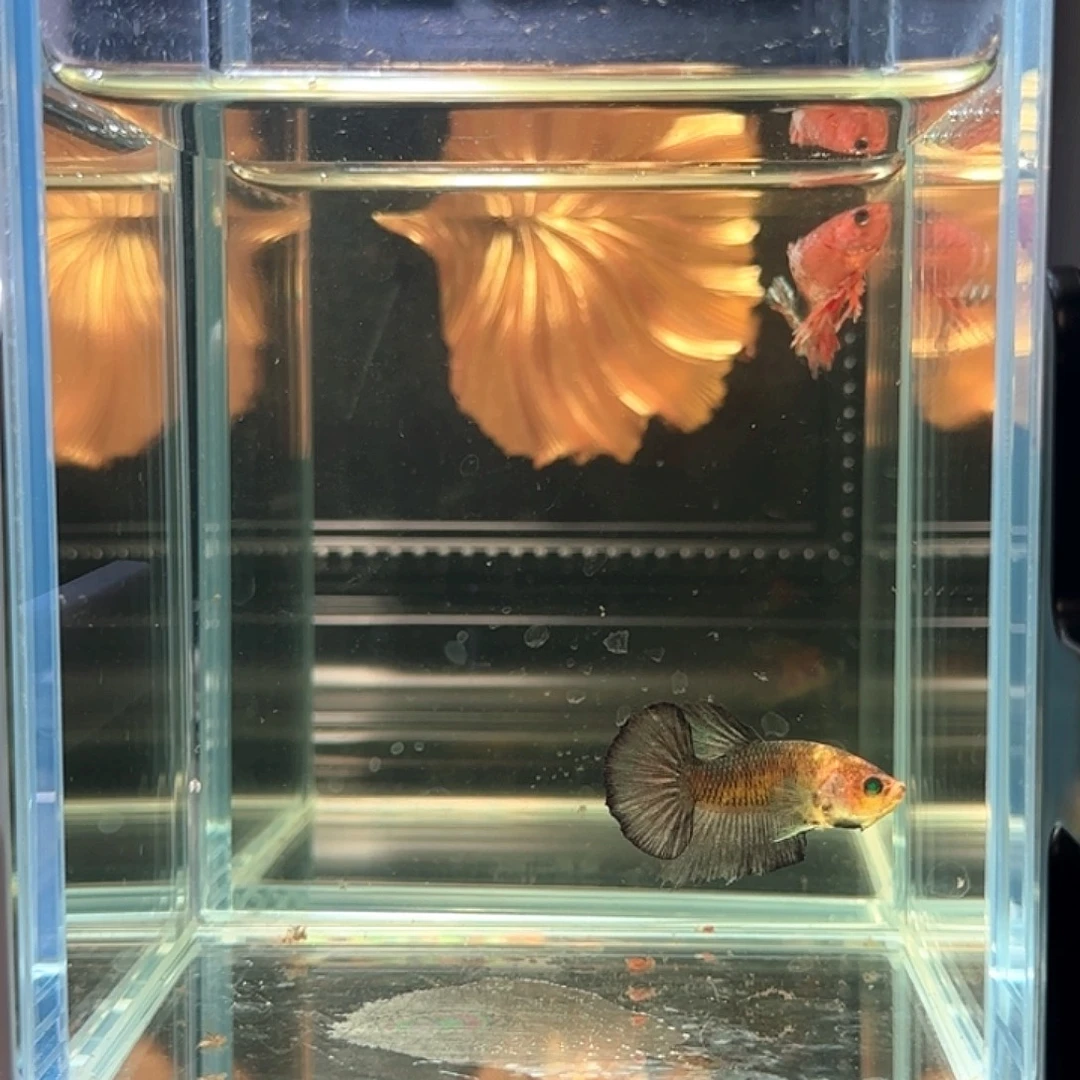 斗鱼活体观赏鱼好养耐活