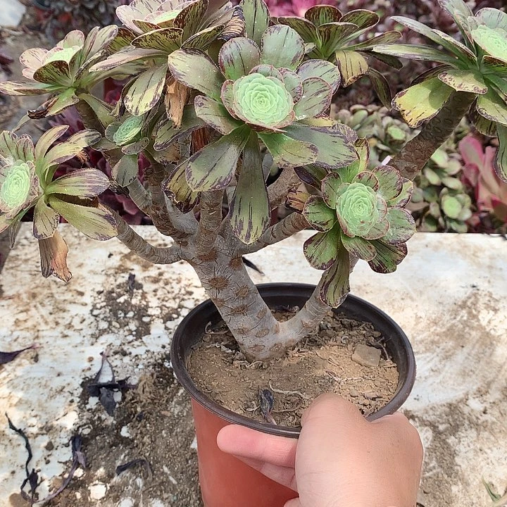 没**?711微锦多肉植物