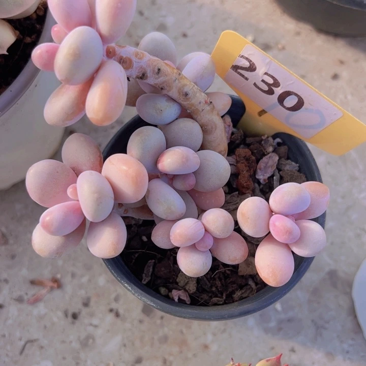 健健康康平平安安