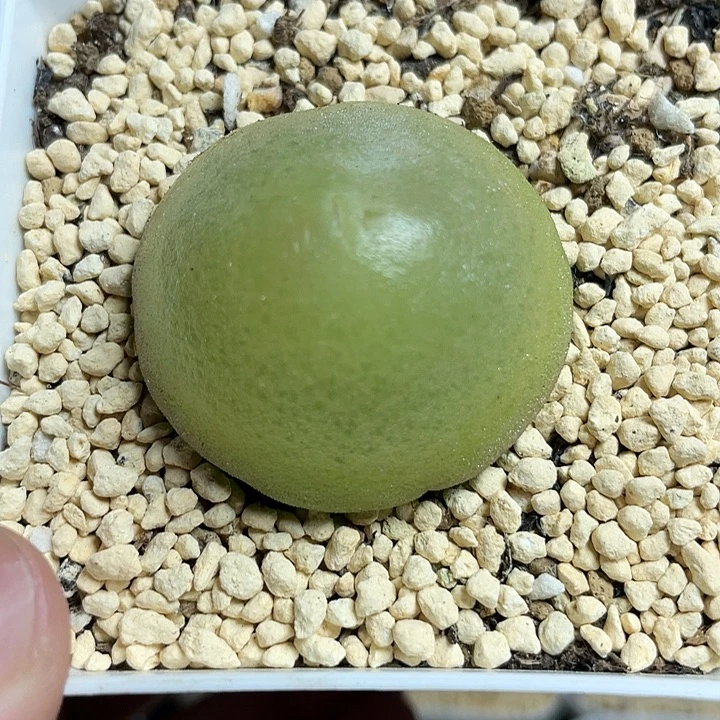 佳人园艺多肉生石花灯泡3.65cm带盆土