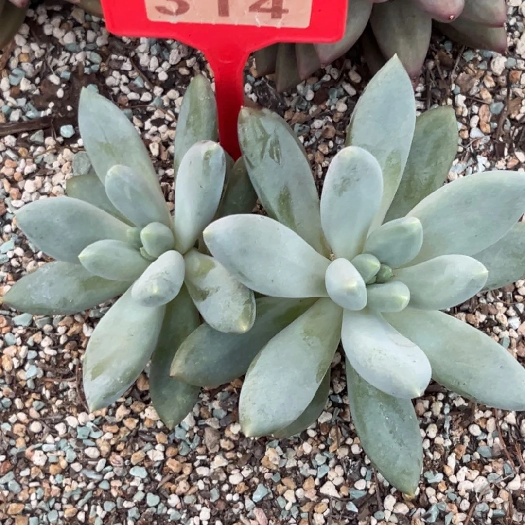 哥特多肉植物314胖