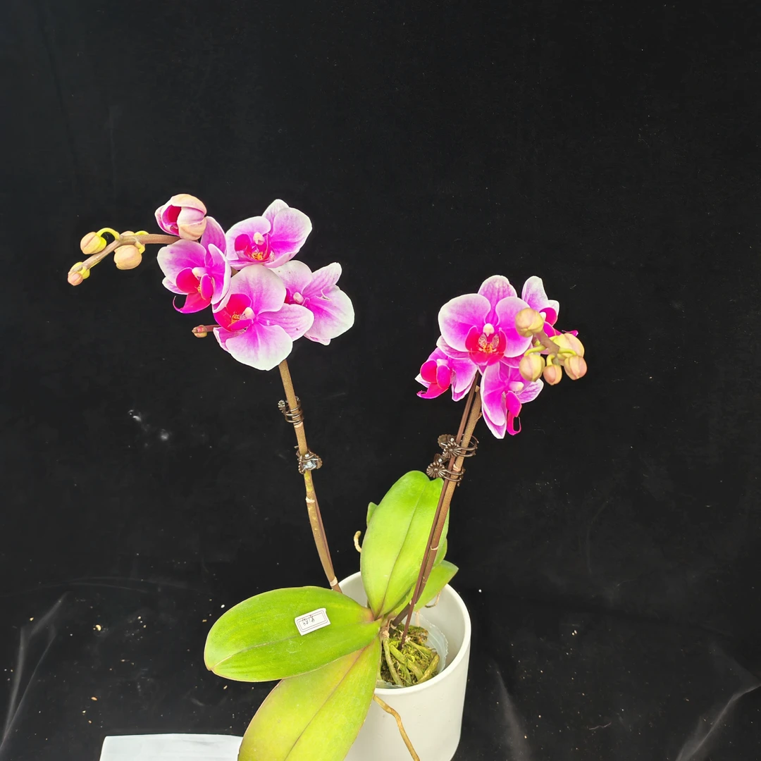 蝴蝶兰【绝代双骄】开花株 带花带花苞  基地直发高端花卉