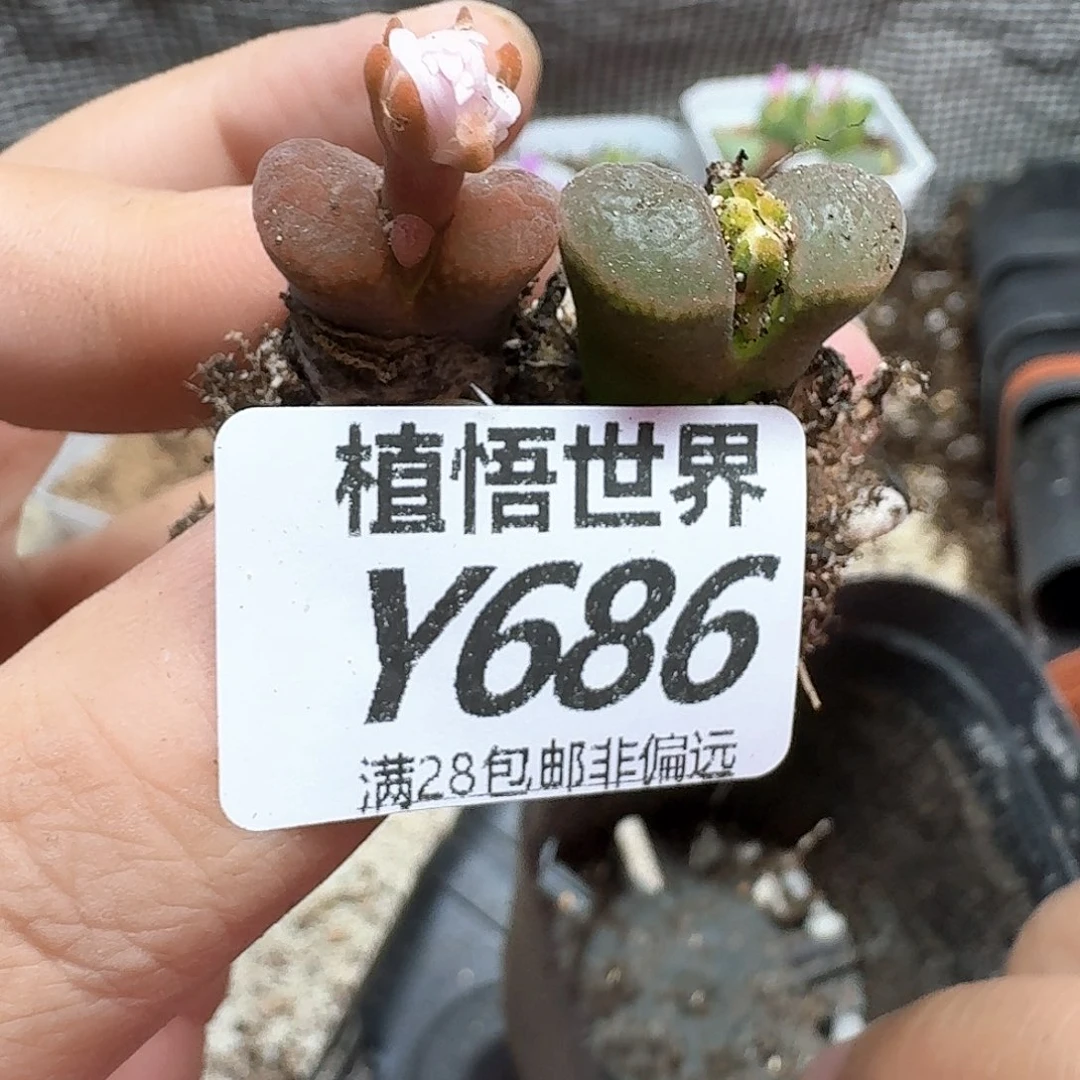 多肉植物的润泽多肉植物