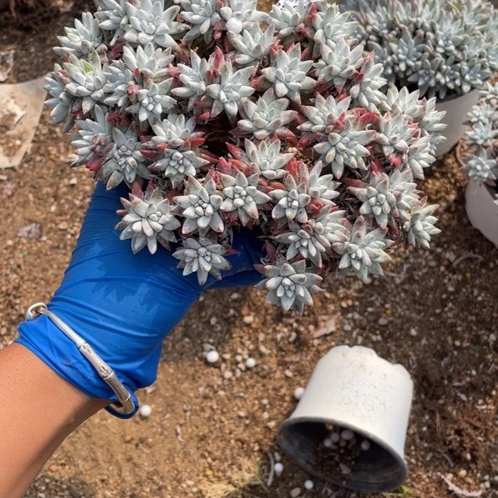 老*846号白菊多肉2颗