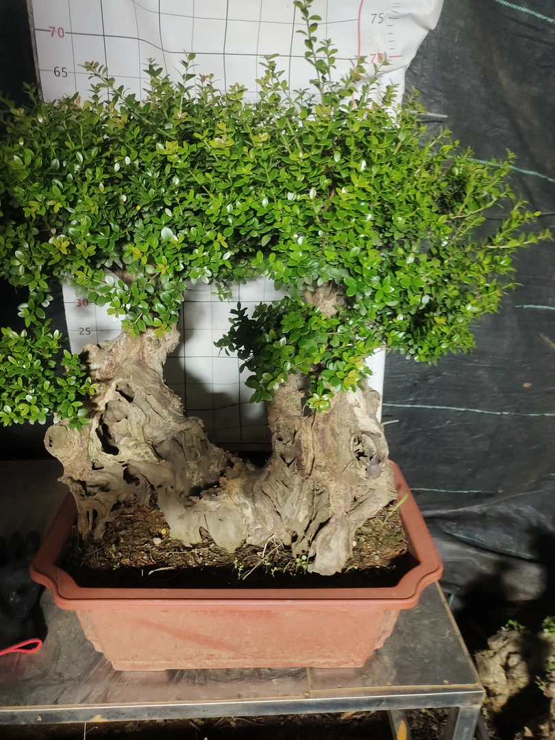 3号赤楠一物一拍链接