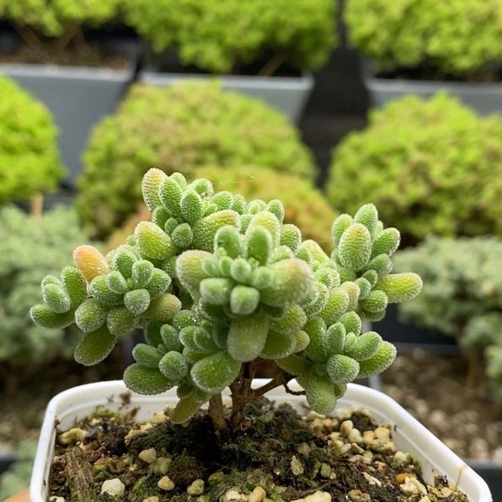 开播福利冰晶6961