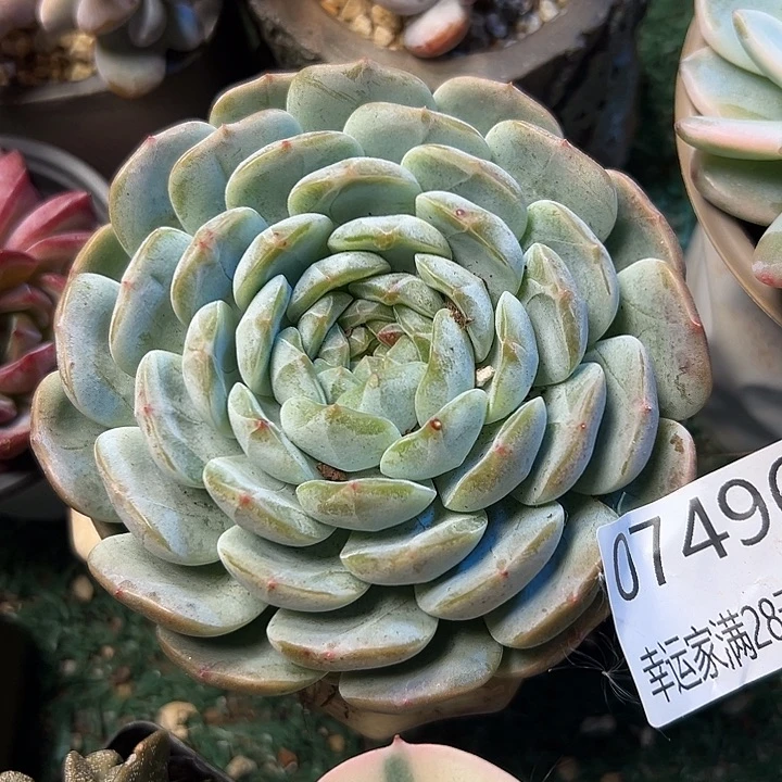 幸运的是我还没遇到你的