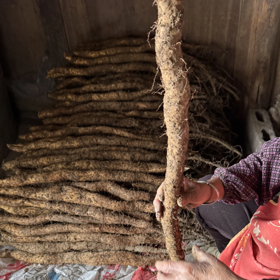 利川团堡高山农家现挖新鲜山药粉糯面易熟煲汤制作甜品佳选