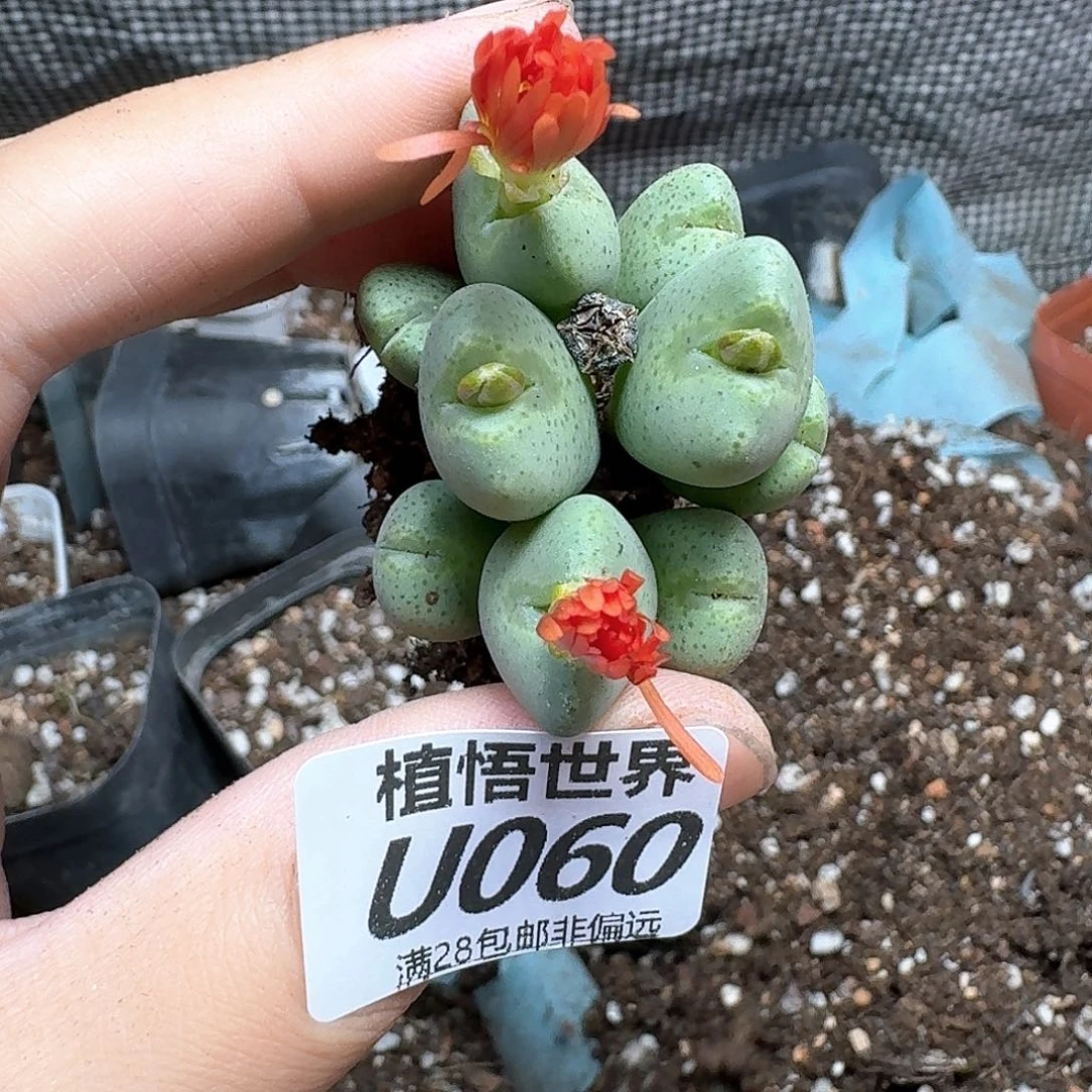 多肉植物的人生dfgb