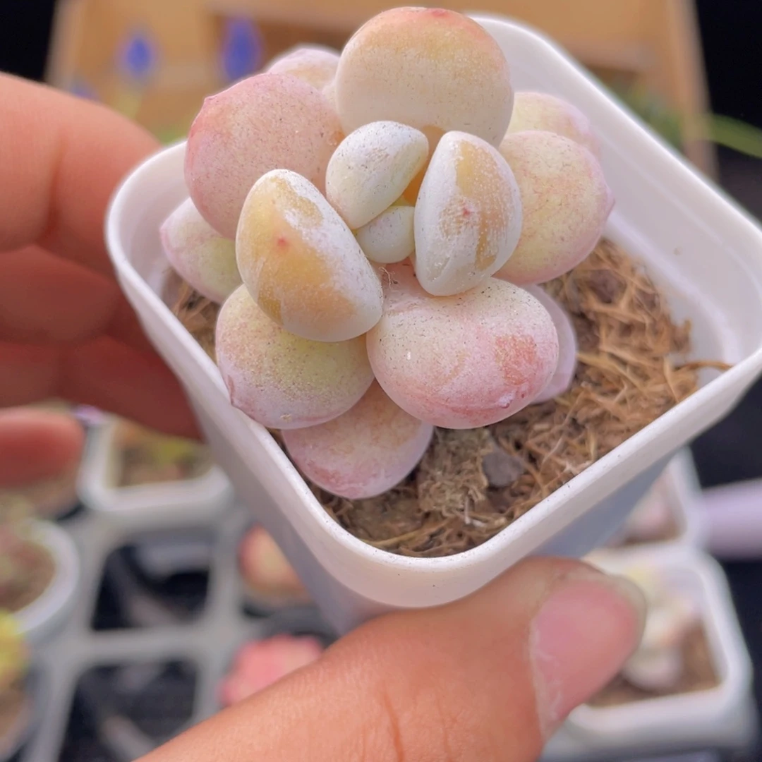 雪美人多肉9.9包邮发货