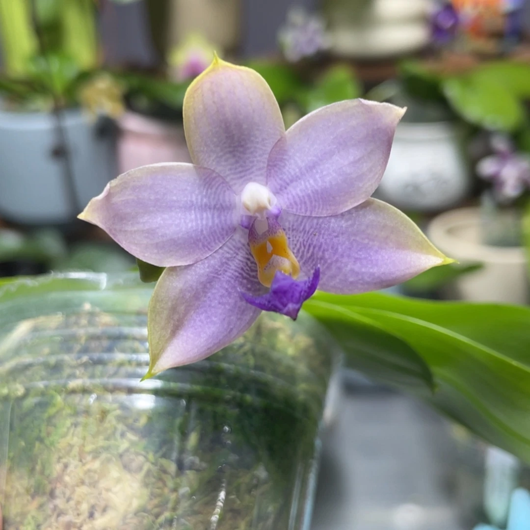 完全开放双11特惠