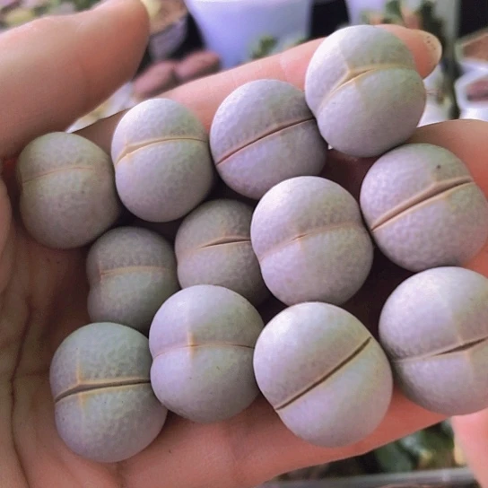 无花朵0838，12棵1.9厘米左右