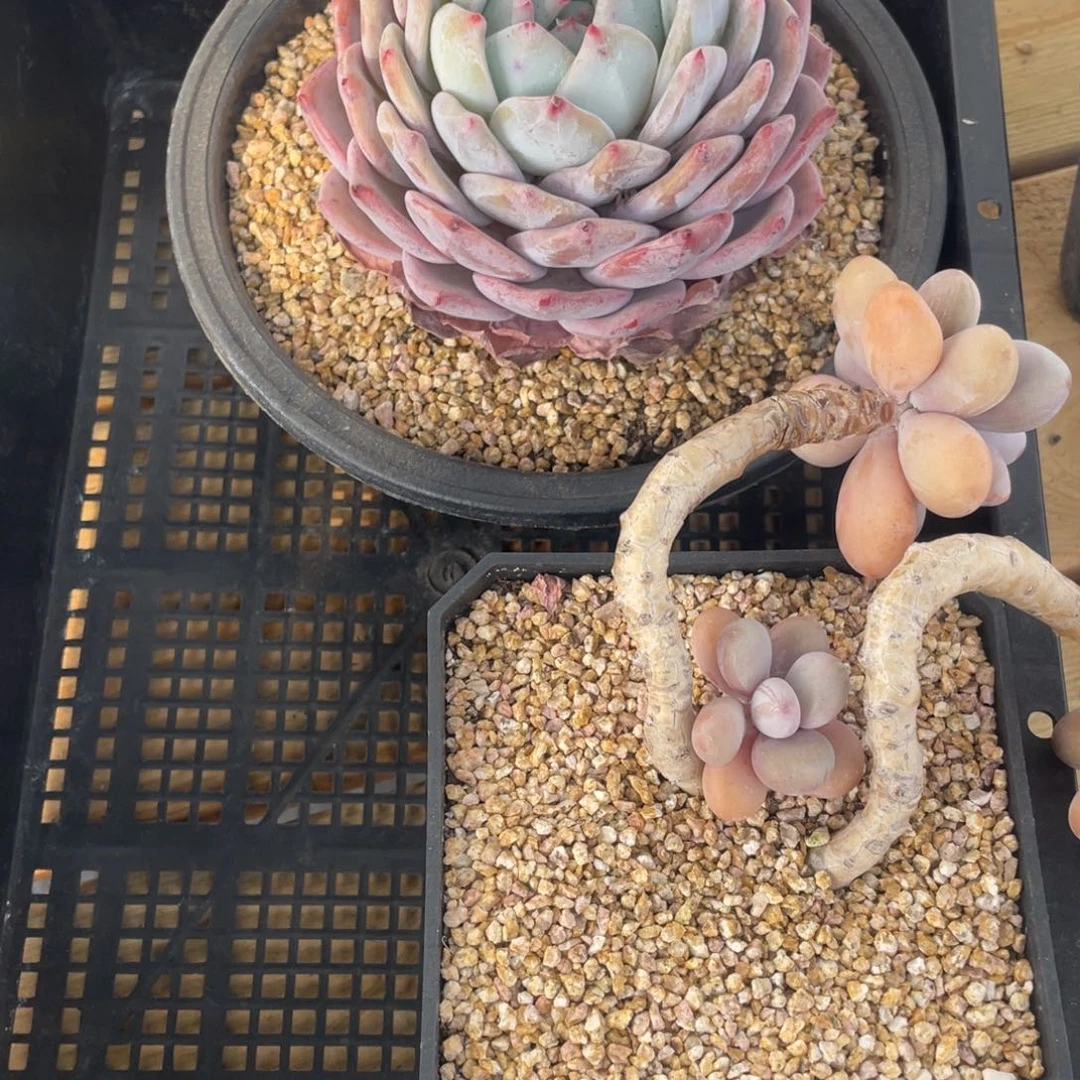 暖*?暖城延迟发859两个多肉